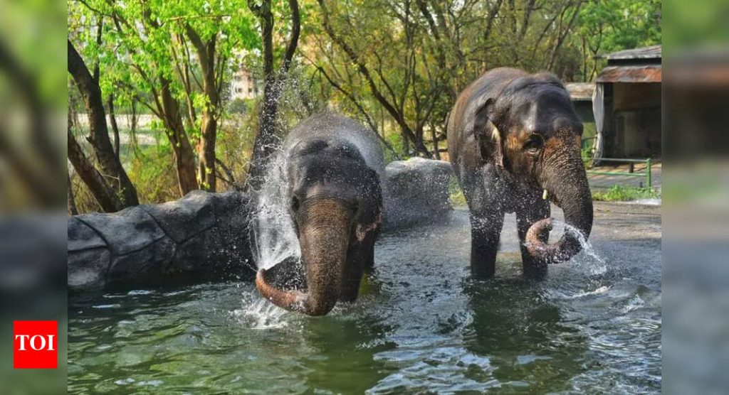 नागरी बॉडीची योजना कटराज प्राणिसंग्रहालयात बर्ड पार्क सुरू करण्याची, अभ्यागत सुविधा सुधारण्याची योजना आहे