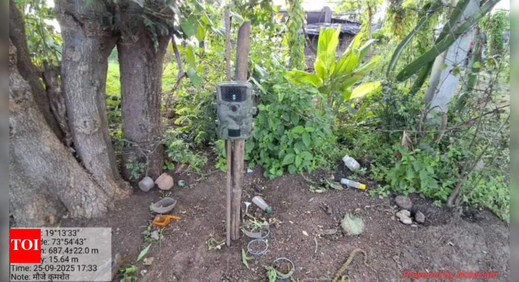 जूनर बिबट्याच्या हल्ल्यात सहा वर्षांच्या वर्गात मी ठार मारला