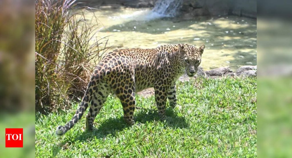 शिरूरमध्ये लहान मुलांवर जीवघेणा हल्ला करून तीन बिबट्या जेरबंद