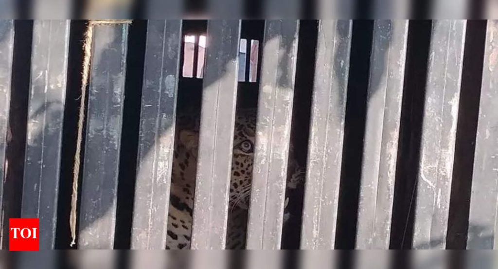 शिरूर तहसीलमध्ये जीवघेण्या हल्ल्यानंतर सहा बिबट्या जेरबंद; दर्शन सुरूच आहे