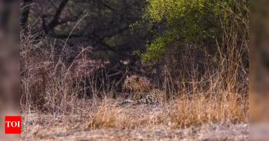 नुकत्याच झालेल्या तीन मृत्यूनंतर पिंपरखेड, जांबुत या गावांपासून बिबट्यांना दूर ठेवण्यासाठी वनविभागाने एआय अलर्ट यंत्रणा बसवली