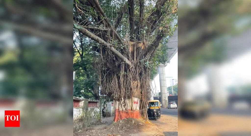 पुण्यातील गणेशखिंड रोडवरील हिरवाईला २ वर्षे उलटूनही तोच धोका आहे