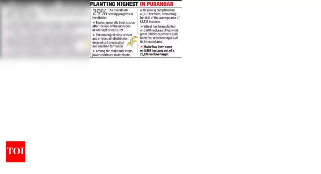 विलंबित पावसामुळे पुणे जिल्ह्यात रब्बीच्या पेरणीला वेग आला आहे