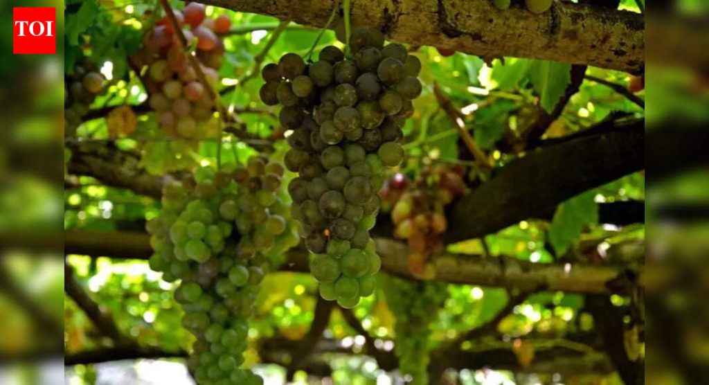 सिंगल डिजिट तापमानाचा फटका द्राक्षे, केळी आणि भाज्यांना बसला; ओसाड उत्पन्न देते