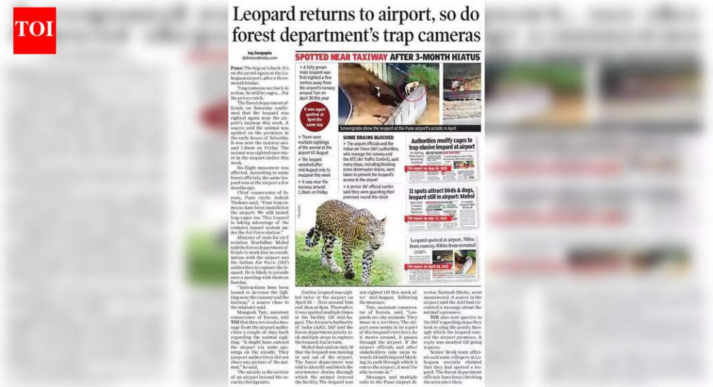 ‘पुणे विमानतळ बिबट्या’ पकडण्यासाठी वनविभागाने ट्रँक्विलायझर गनचा विचार केला.