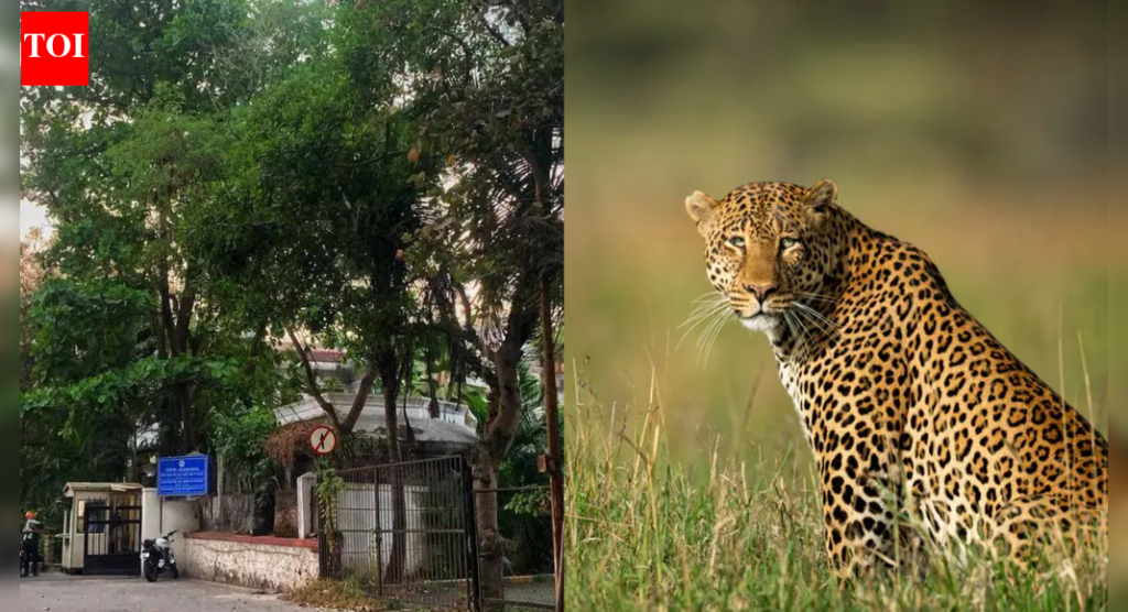 पुण्यात बिबट्याची भीती: मोठी मांजर कदाचित मुळा नदीच्या कॉरिडॉरचा पाठलाग करून संरक्षण जंगलापासून औंधपर्यंत आली, असे तज्ज्ञांचे म्हणणे आहे