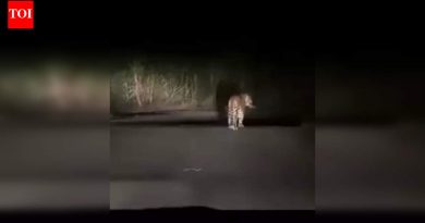 सोशल मीडियावर पोस्ट करण्यासाठी जुन्नरमध्ये ‘नाइट लेपर्ड सफारी’चा ट्रेंड वाढला; वन अधिकारी धोक्याचा इशारा देतात