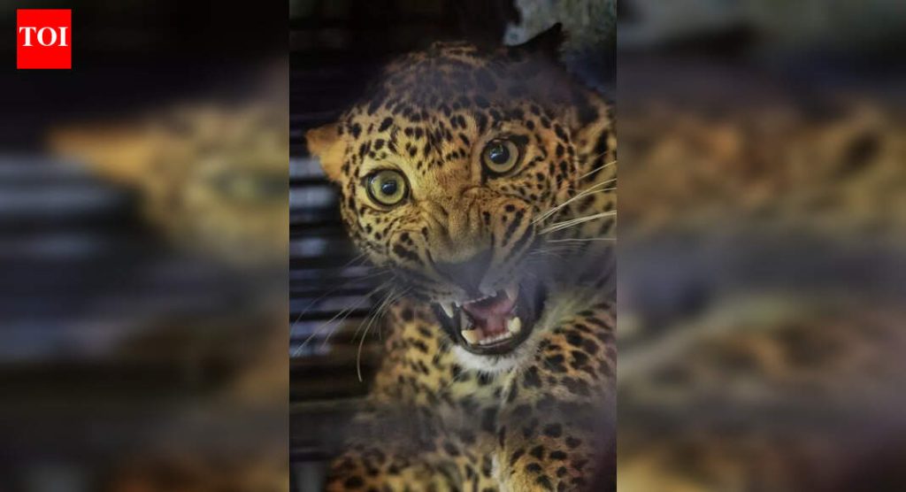 जुन्नर आणि आजूबाजूला बिबट्यांचे बिनधास्त राज्य: ‘ऊसाच्या शेतातील राजे’ लुप्त होत चाललेल्या स्पर्धकांमध्ये भरभराट