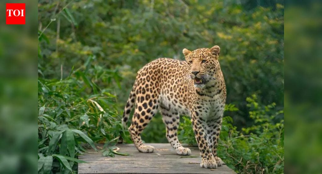 जुन्नरमध्ये बिबट्या बचाव केंद्र फुटले, 113 मोठ्या मांजरी जागेत अडकल्या म्हणजे 45 जण नियमांचे उल्लंघन