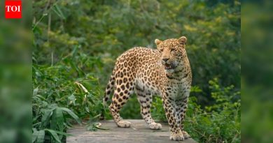 जुन्नरमध्ये बिबट्या बचाव केंद्र फुटले, 113 मोठ्या मांजरी जागेत अडकल्या म्हणजे 45 जण नियमांचे उल्लंघन