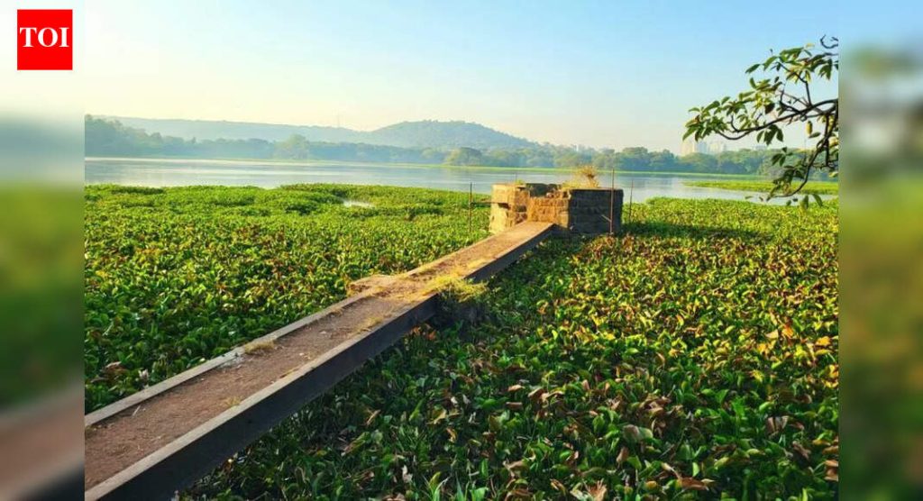 जलकुंभ काढण्यासाठी पीएमसी अडीच कोटी खर्च करणार, नागरिकांचा सवाल