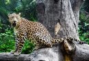 पुण्याजवळ बिबट्याच्या हल्ल्यातून बचावलेला ५ वर्षांचा बालक, बरा होण्यासाठी कोमातून बाहेर आला