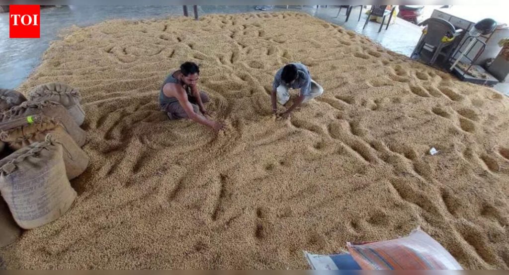 पिकांच्या मोठ्या नुकसानीनंतर जुन्नरच्या सोयाबीनच्या शेतकऱ्यांना नाफेडच्या हबमध्ये आधार मिळाला