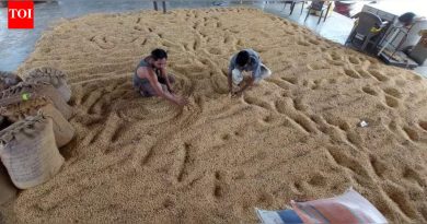 पिकांच्या मोठ्या नुकसानीनंतर जुन्नरच्या सोयाबीनच्या शेतकऱ्यांना नाफेडच्या हबमध्ये आधार मिळाला