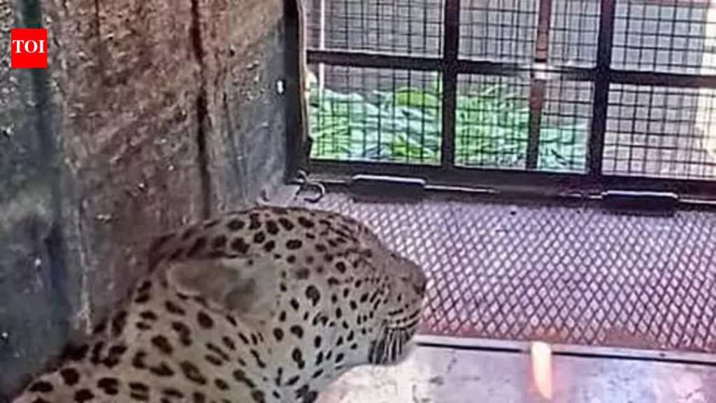 बिबट्याच्या सघन पिंजऱ्यामुळे जुन्नरच्या गावांना दिलासा मिळाला आहे