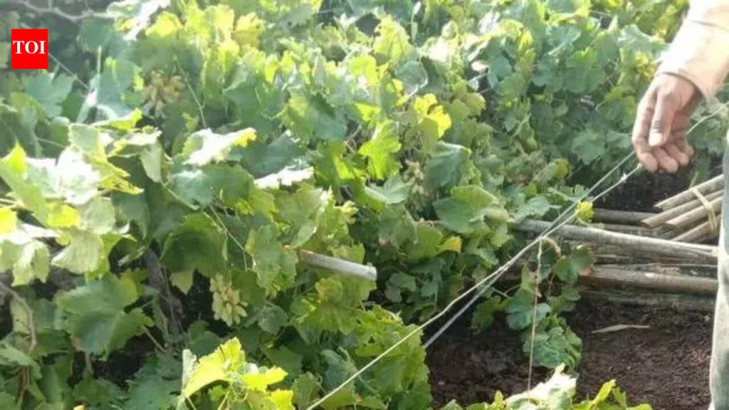 नाशिक जिल्ह्यातील २४८ हेक्टरवरील पिकांचे पावसाने नुकसान केले आहे