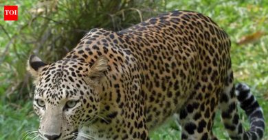 जुन्नरमध्ये 2024-25 मध्ये विक्रमी 64 बिबट्यांची सुटका करण्यात आली