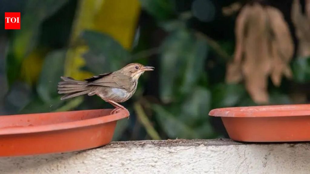 उष्मा, तहान, शांतता हा पुण्यातील पक्ष्यांसाठी धोकादायक हंगाम आहे