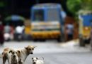 कुत्र्याच्या अंगावर गाडी चालवली; चालक बुक केला