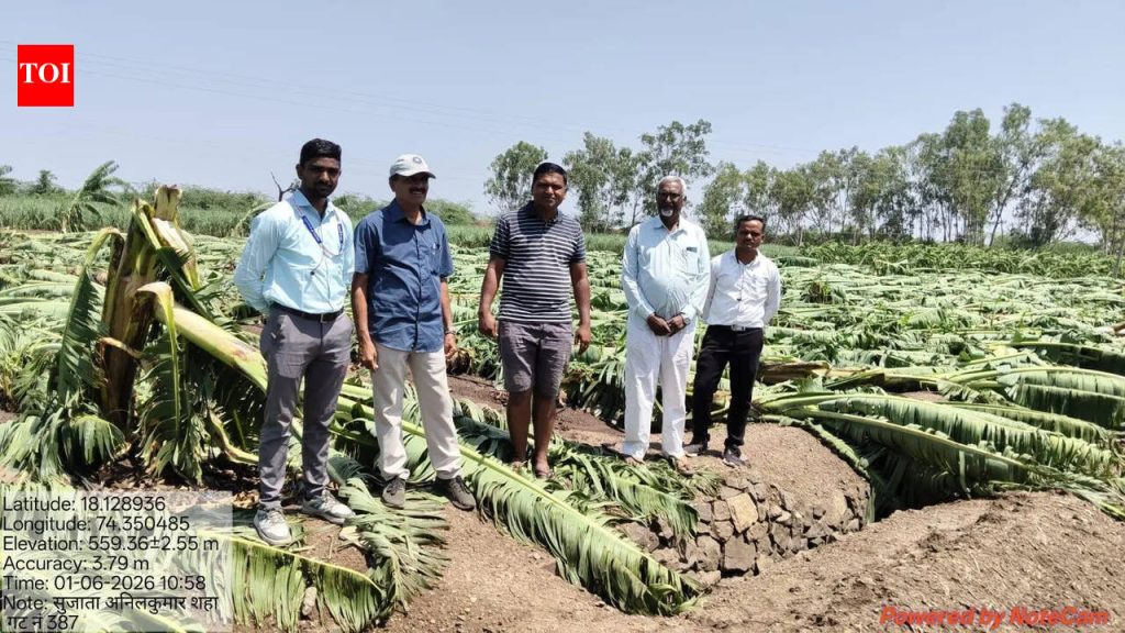 गारपीट, वाऱ्यामुळे पुणे जिल्ह्यातील १०० हेक्टरवरील फळबागा भुईसपाट पुणे बातम्या