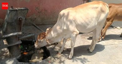 गुठळ्या त्वचेच्या आजाराचा सामना करण्यासाठी महाराष्ट्रात शेळीपॉक्स लस उत्पादनास सुरुवात झाली