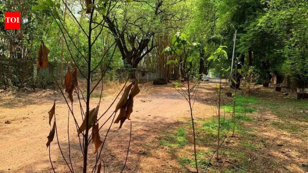 पीएमसीने लावलेल्या झाडांच्या जगण्याची आकडेवारी नाही
