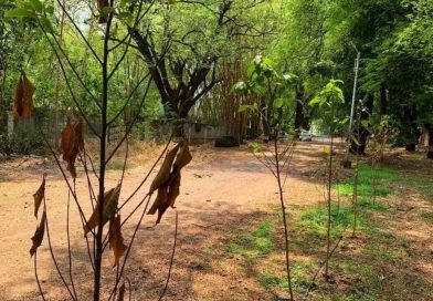 पीएमसीने लावलेल्या झाडांच्या जगण्याची आकडेवारी नाही